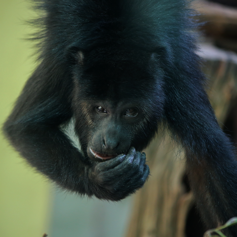 KEVIN-Howler Monkey Baby