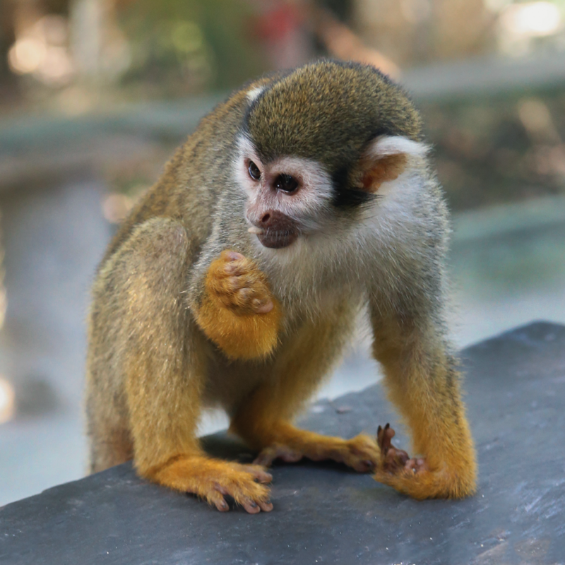 NANA-Squirrel Monkey Baby