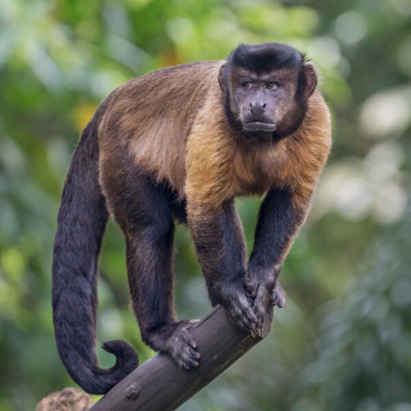 Tufted Capuchin Monkey