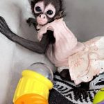 Nickii – Female Spider Monkey Princess