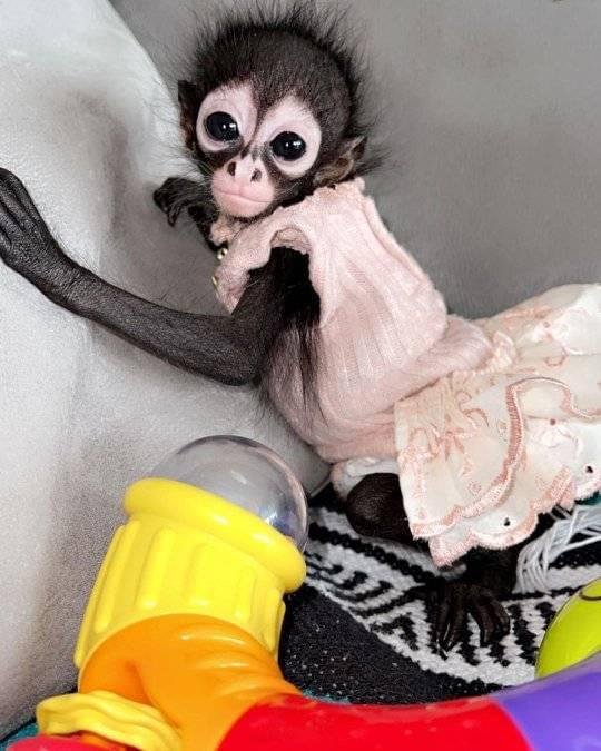 Nickii – Female Spider Monkey Princess