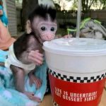 Clarence – Macaque Baby Male