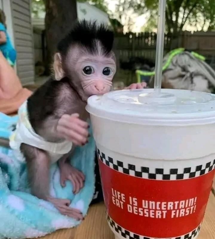 Clarence – Macaque Baby Male