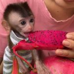 Daisy – Female Macaque Baby