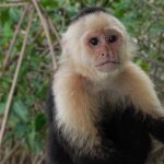 Rex- Male White-headed Capuchin Monkey