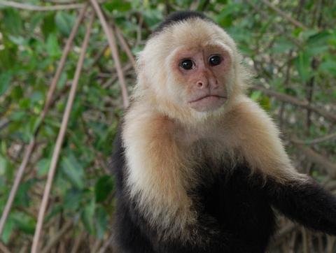 Rex- Male White-headed Capuchin Monkey