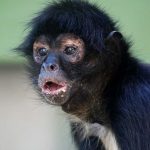 RAFIKI-SPIDER MONKEY Baby