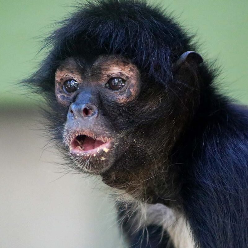 RAFIKI-SPIDER MONKEY Baby